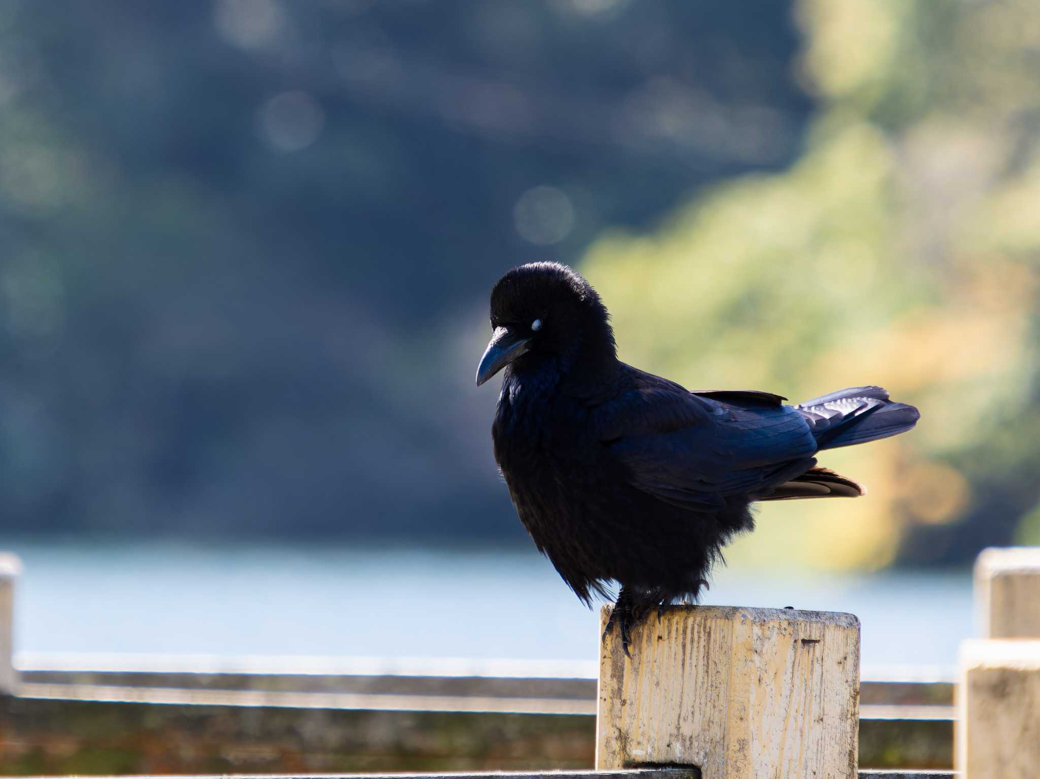 Photo of Carrion Crow at 川原大池 by ここは長崎