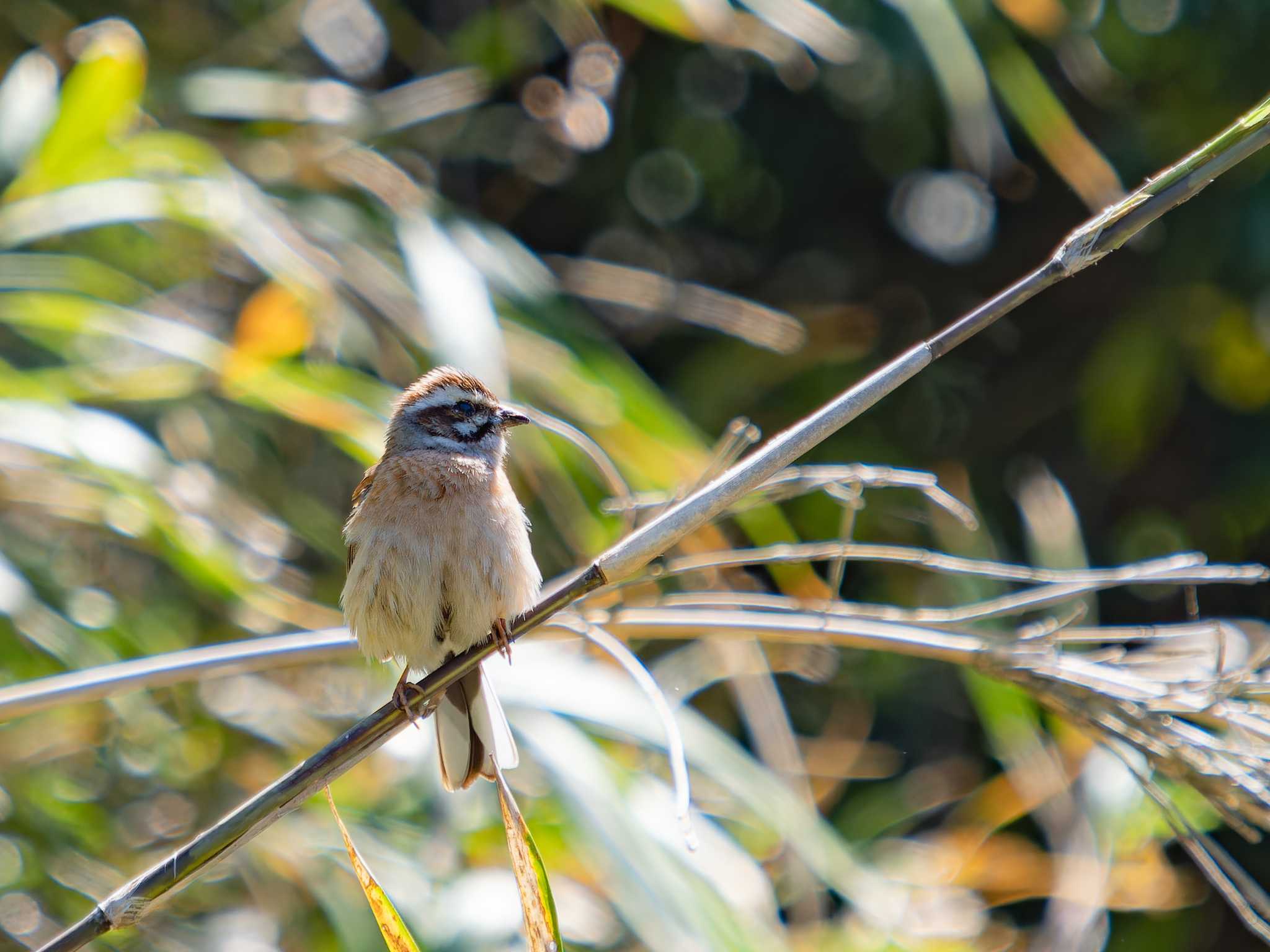 Meadow Bunting