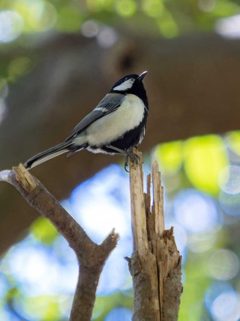 Japanese Tit 川原大池 Sat, 4/8/2023