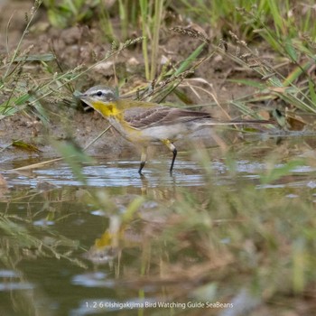 Eastern Yellow Wagtail(simillima) Ishigaki Island Thu, 1/26/2023