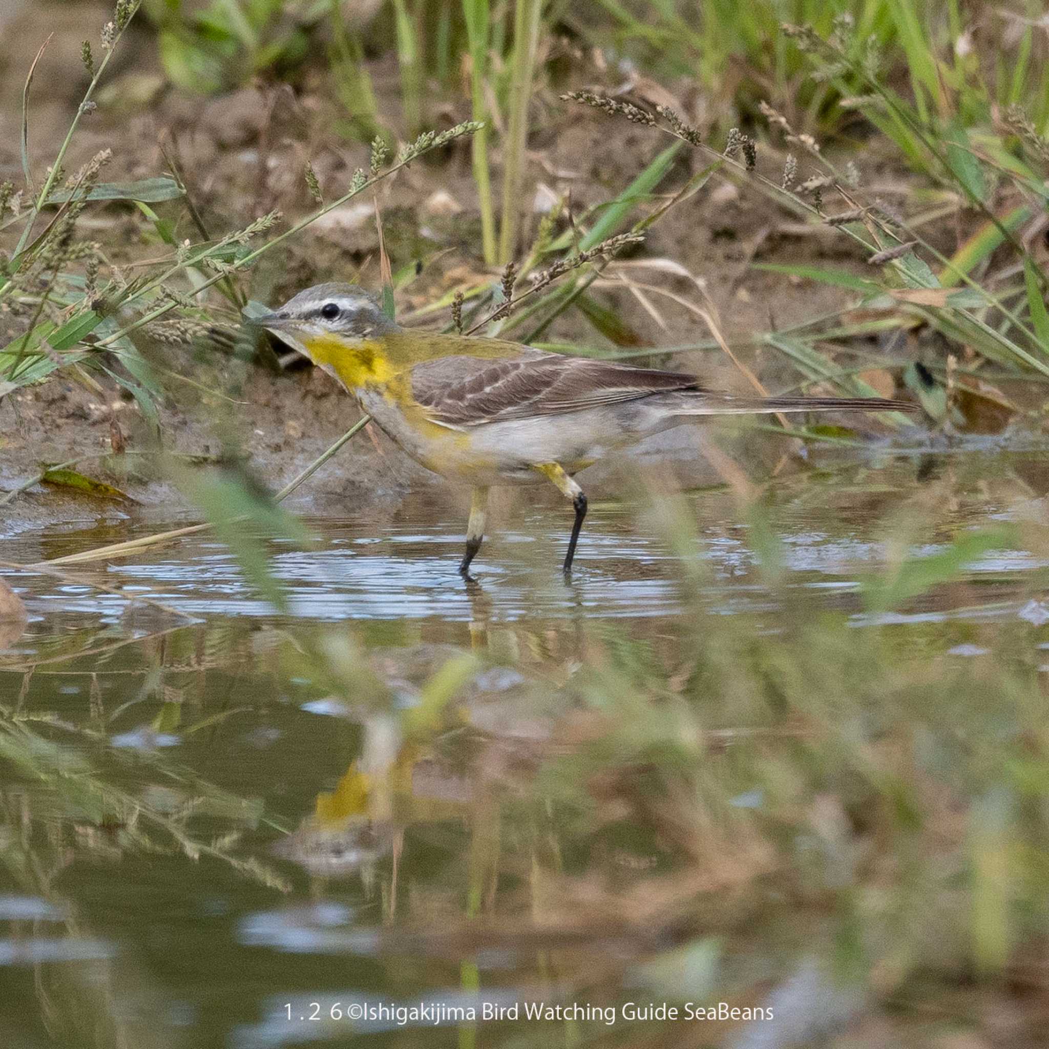 Photo of Eastern Yellow Wagtail(simillima) at Ishigaki Island by 石垣島バードウオッチングガイドSeaBeans