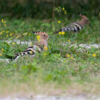 Eurasian Hoopoe Ishigaki Island Fri, 2/10/2023