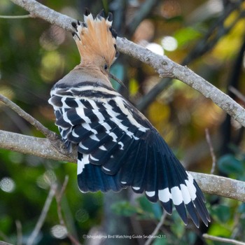 Eurasian Hoopoe Ishigaki Island Sat, 2/11/2023