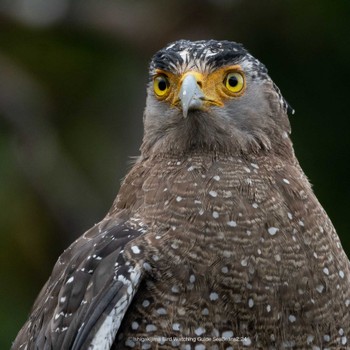 Crested Serpent Eagle Ishigaki Island Thu, 2/23/2023