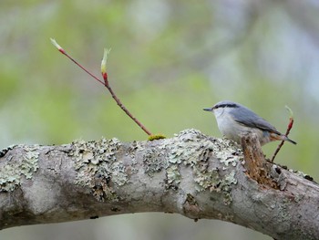 Eurasian Nuthatch Togakushi Forest Botanical Garden Sun, 5/6/2018