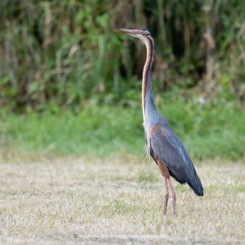 Purple Heron Ishigaki Island Sat, 3/11/2023