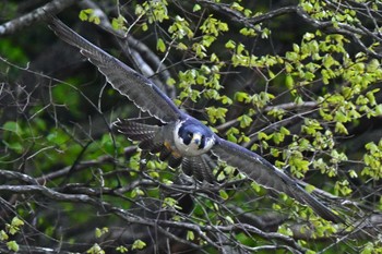 ハヤブサ 青葉山公園 2023年4月8日(土)