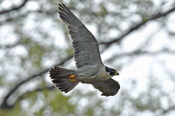 ハヤブサ 青葉山公園 2023年4月8日(土)