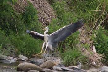 2018年5月26日(土) 羽村堰(上流)の野鳥観察記録