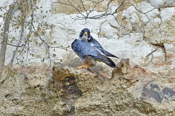 ハヤブサ 青葉山公園 2023年4月8日(土)