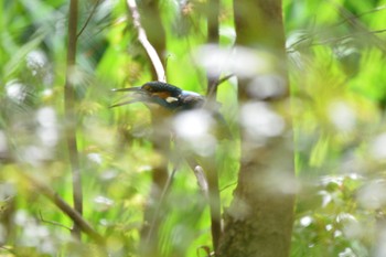 カワセミ じゅん菜池緑地(蓴菜池緑地) 2023年4月8日(土)