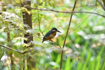 カワセミ じゅん菜池緑地(蓴菜池緑地) 2023年4月8日(土)