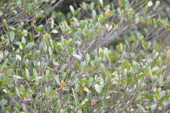 エナガ じゅん菜池緑地(蓴菜池緑地) 2023年4月8日(土)