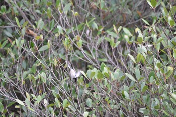 エナガ じゅん菜池緑地(蓴菜池緑地) 2023年4月8日(土)