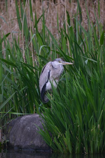 アオサギ じゅん菜池緑地(蓴菜池緑地) 2023年4月8日(土)