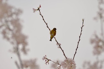 カワラヒワ 西白井 2023年3月27日(月)