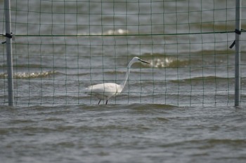 ダイサギ ふなばし三番瀬海浜公園 2023年4月5日(水)