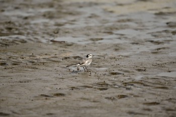 ハクセキレイ ふなばし三番瀬海浜公園 2023年4月5日(水)