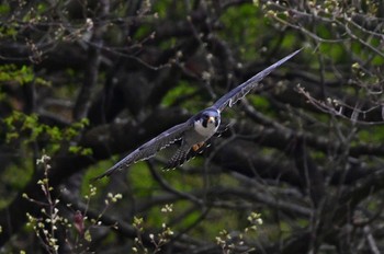 ハヤブサ 青葉山公園 2023年4月8日(土)