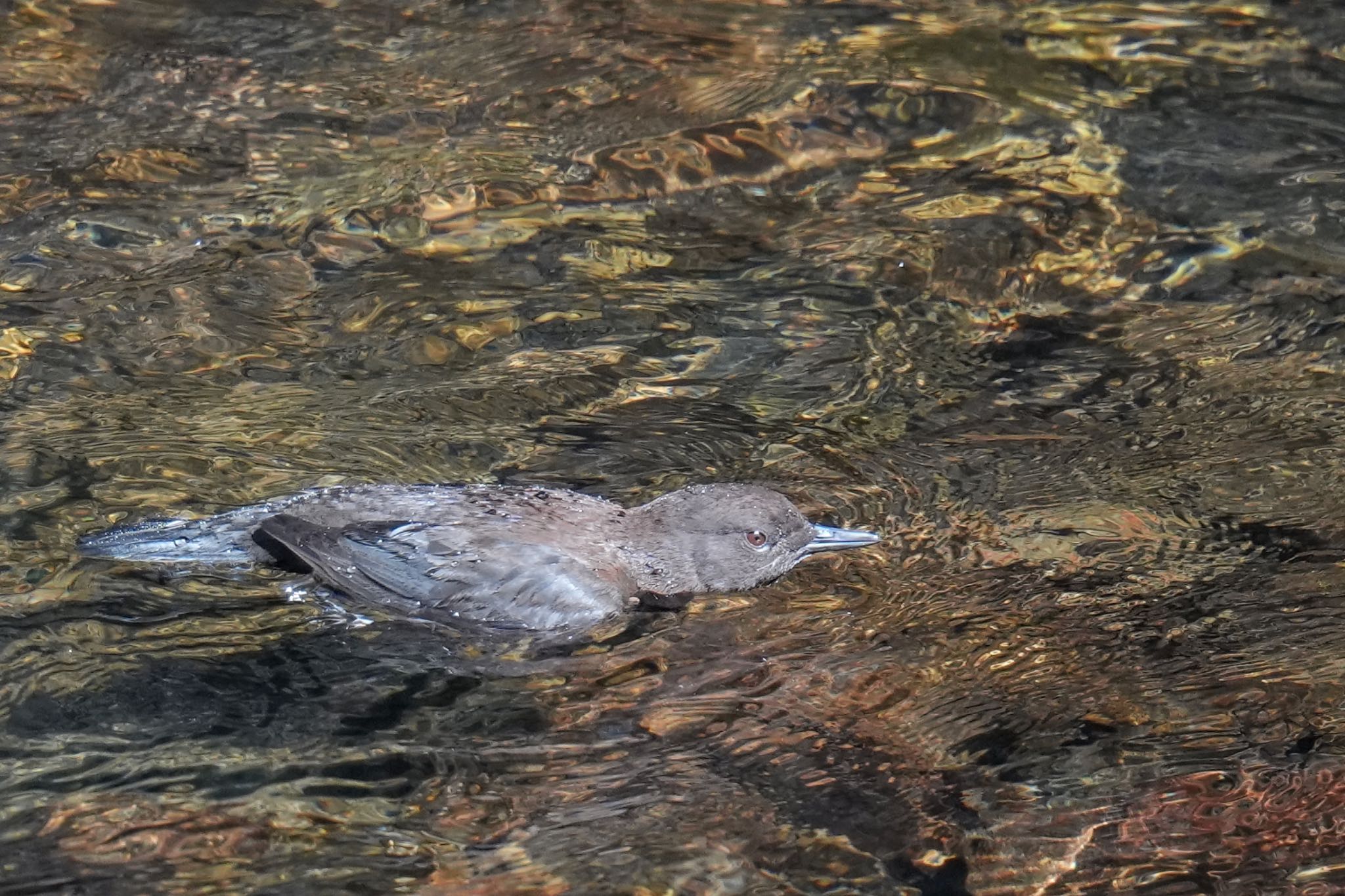 日向渓谷 カワガラスの写真