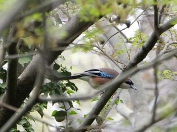 Eurasian Jay 埼玉県 Thu, 4/6/2023