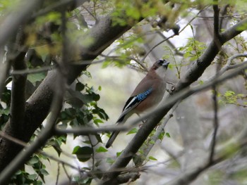 Eurasian Jay 埼玉県 Thu, 4/6/2023