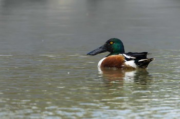 ハシビロガモ 草津下物 2023年4月8日(土)