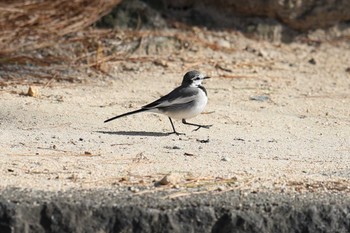 ハクセキレイ 夙川河川敷緑地(夙川公園) 2023年1月26日(木)