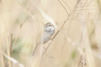 ウグイス 津之江公園 2023年4月8日(土)