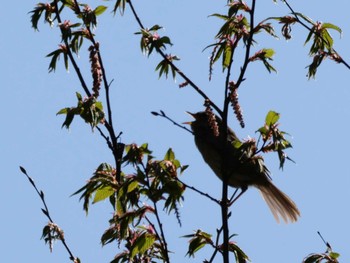 Japanese Bush Warbler 自宅庭 Sun, 4/9/2023