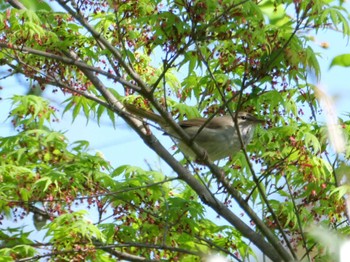 Japanese Bush Warbler 自宅庭 Sun, 4/9/2023