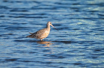 Bar-tailed Godwit 相模川 Sun, 4/9/2023