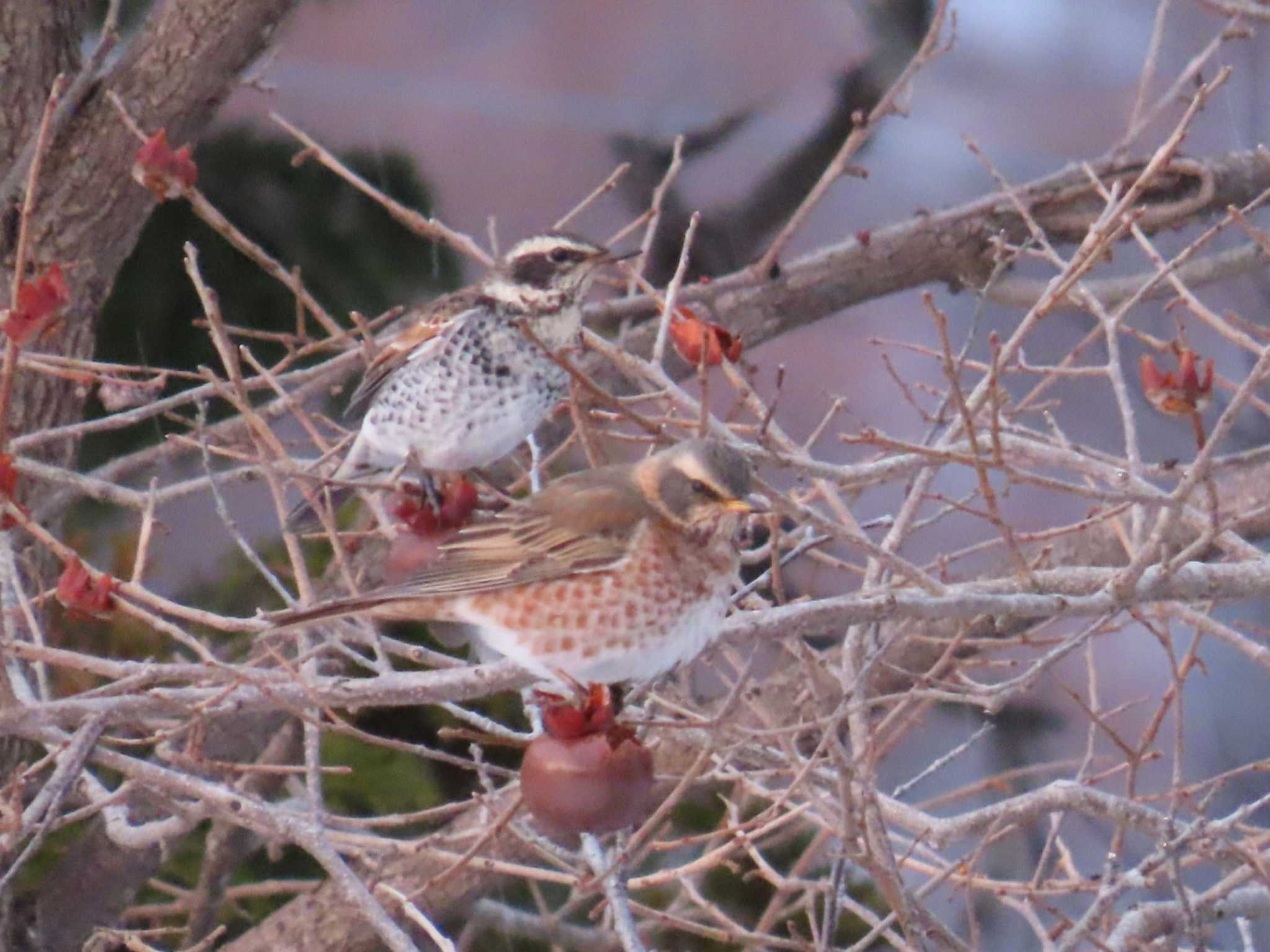  ハチジョウツグミの写真