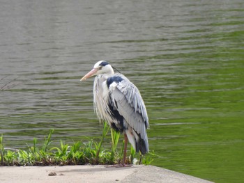 アオサギ 境川遊水地公園 2023年4月8日(土)