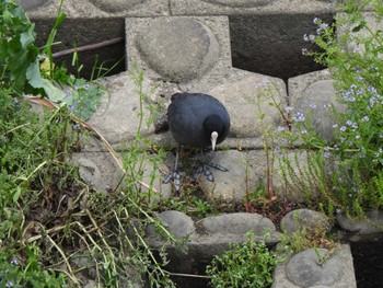 オオバン 境川遊水地公園 2023年4月8日(土)