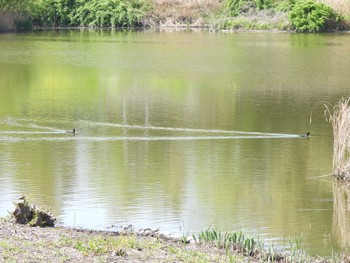 オオバン 境川遊水地公園 2023年4月1日(土)