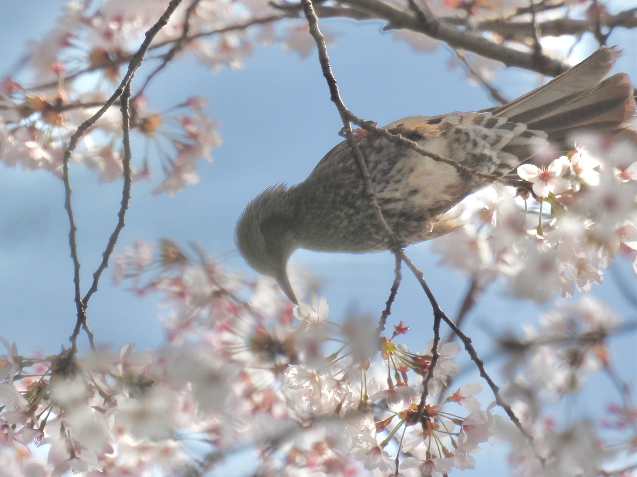 サクヒヨ