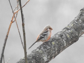 2023年4月6日(木) 十勝エコロジーパークの野鳥観察記録