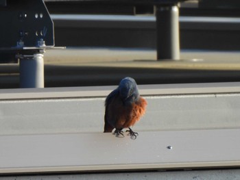 Blue Rock Thrush 藤沢市 Tue, 4/4/2023