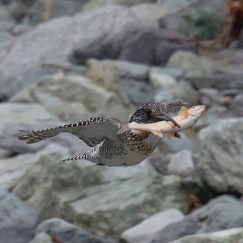 Crested Kingfisher Unknown Spots Unknown Date