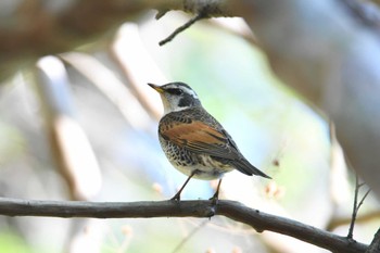 Dusky Thrush Kinuta Park Sun, 4/9/2023