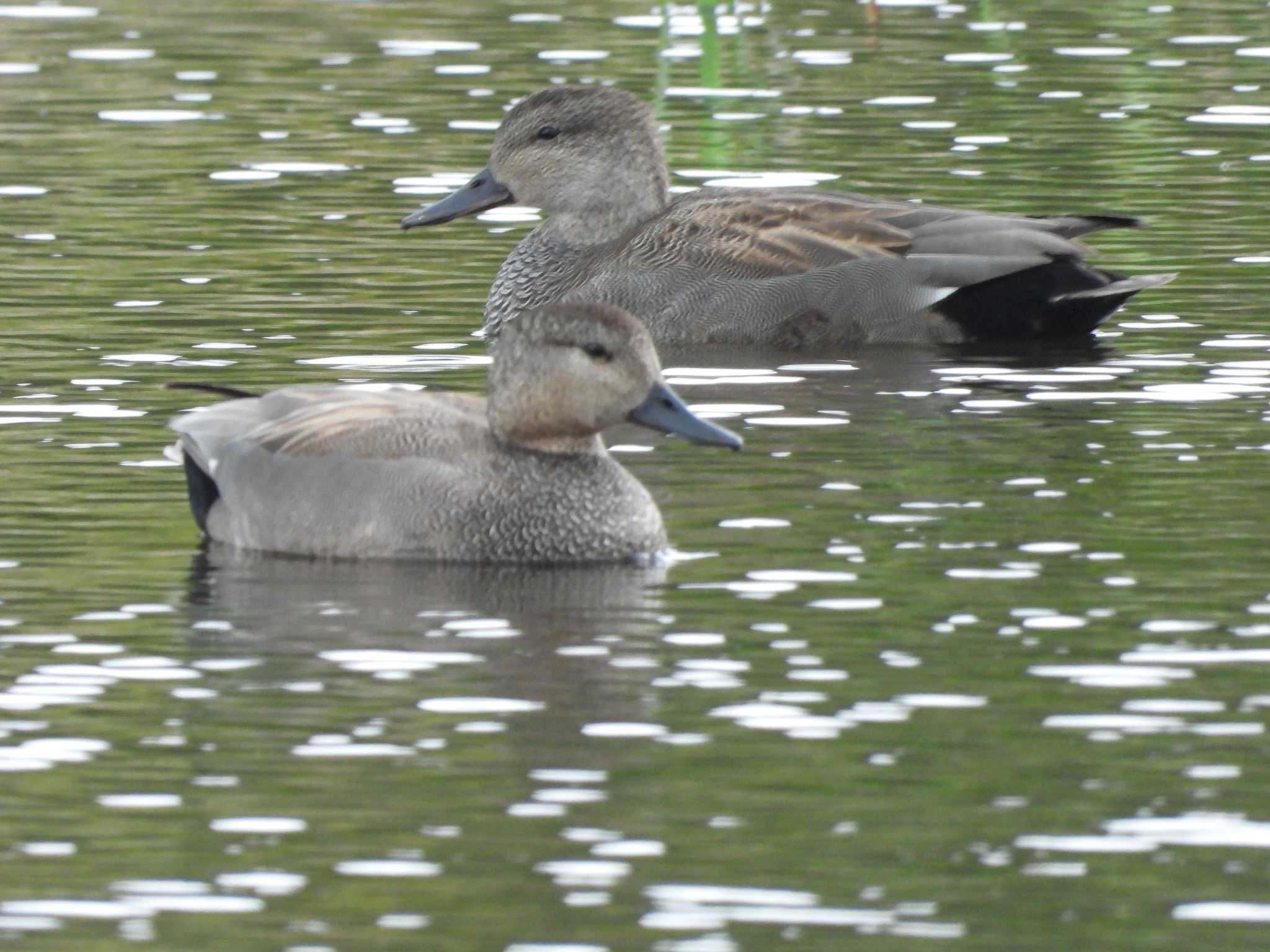 Photo of Gadwall at 21世紀の森と広場(千葉県松戸市) by おでんだね