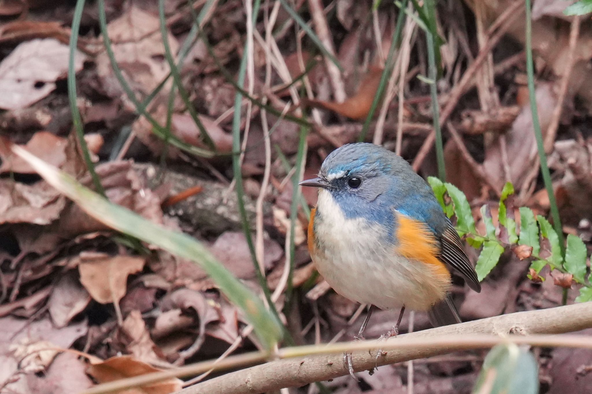 こども自然公園 (大池公園/横浜市) ルリビタキの写真