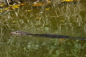 未同定 クアラセランゴール自然公園 2023年3月5日(日)