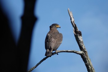 カンムリワシ クアラセランゴール自然公園 2023年3月5日(日)