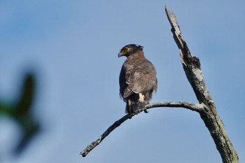 Crested Serpent Eagle Taman Alam Kuala Selangor Sun, 3/5/2023