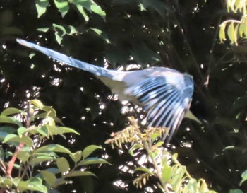 Azure-winged Magpie ギャザリアビオガーデン　フジクラ木場千年の森 Sun, 4/9/2023