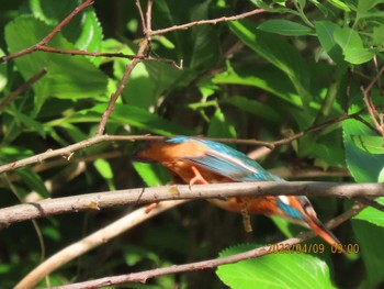 Common Kingfisher ギャザリアビオガーデン　フジクラ木場千年の森 Sun, 4/9/2023