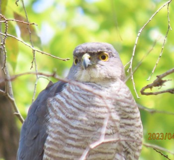 Japanese Sparrowhawk 猿江恩賜公園 Sun, 4/9/2023