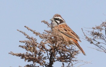 2023年4月9日(日) 野崎川流域(知多市)の野鳥観察記録